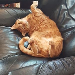 Meet your Posher, Susan